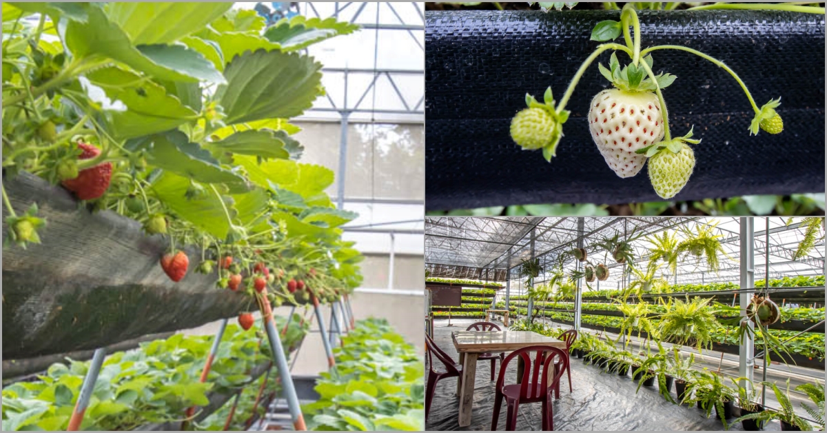 台中清水，沐光農場~2021草莓園開放，高架方便好採果，有紅顏與桃薰特殊種類草莓，還能餵天竺鼠買白草莓。